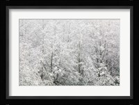 Snow-covered trees, Stanley Park, British Columbia Fine Art Print