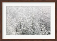 Snow-covered trees, Stanley Park, British Columbia Fine Art Print
