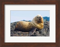 Steller sea lion, Haida Gwaii, British Columbia Fine Art Print