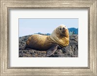 Steller sea lion, Haida Gwaii, British Columbia Fine Art Print