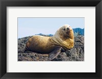 Steller sea lion, Haida Gwaii, British Columbia Fine Art Print