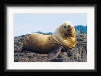 Steller sea lion, Haida Gwaii, British Columbia Fine Art Print