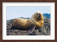 Steller sea lion, Haida Gwaii, British Columbia Fine Art Print