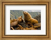 Steller sea lion, Queen Charlottes, British Columbia Fine Art Print