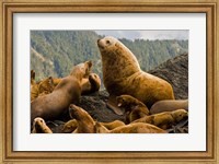 Steller sea lion, Queen Charlottes, British Columbia Fine Art Print