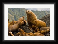 Steller sea lion, Queen Charlottes, British Columbia Fine Art Print