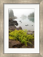 Alpine lady fern, Garibaldi Lake, British Columbia Fine Art Print