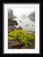 Alpine lady fern, Garibaldi Lake, British Columbia Fine Art Print
