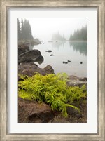 Alpine lady fern, Garibaldi Lake, British Columbia Fine Art Print