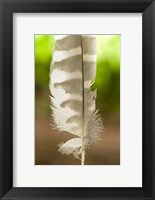 Barred owl feather, Stanley Park, British Columbia Fine Art Print
