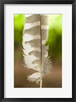 Barred owl feather, Stanley Park, British Columbia Fine Art Print