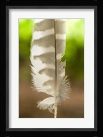 Barred owl feather, Stanley Park, British Columbia Fine Art Print