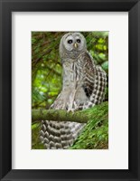 Barred owl, Stanley Park, British Columbia Fine Art Print