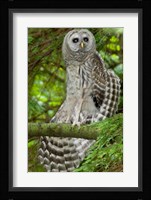 Barred owl, Stanley Park, British Columbia Fine Art Print