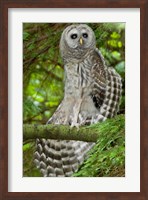 Barred owl, Stanley Park, British Columbia Fine Art Print
