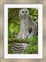 Barred owl, Stanley Park, British Columbia Fine Art Print