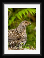Blue grouse bird, Salt Spring Isl, British Columbia Fine Art Print