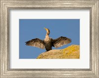 Double-crested cormorant bird, British Columbia Fine Art Print