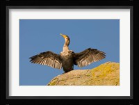 Double-crested cormorant bird, British Columbia Fine Art Print