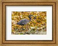 Great blue heron bird, Stanley Park, British Columbia Fine Art Print