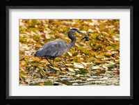 Great blue heron bird, Stanley Park, British Columbia Fine Art Print