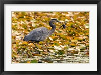 Great blue heron bird, Stanley Park, British Columbia Fine Art Print