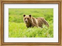 Grizzly bear, Sacred Headwaters, British Columbia Fine Art Print