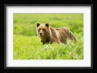 Grizzly bear, Sacred Headwaters, British Columbia Fine Art Print
