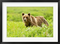 Grizzly bear, Sacred Headwaters, British Columbia Fine Art Print