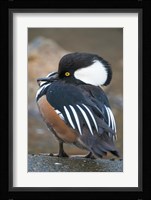 Hooded merganser bird, Stanley Park, British Columbia Fine Art Print