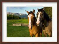 Horses in pasture, British Columbia Fine Art Print