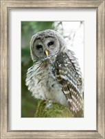 Juvenile barred owl, Stanley Park, British Columbia Fine Art Print