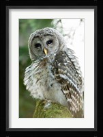 Juvenile barred owl, Stanley Park, British Columbia Fine Art Print