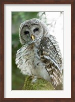 Juvenile barred owl, Stanley Park, British Columbia Fine Art Print