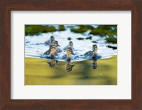 Mallard ducklings, Stanley Park, British Columbia Fine Art Print