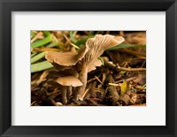 Mushroom, Fungi, Stanley Park, British Columbia Fine Art Print