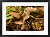 Mushroom, Fungi, Stanley Park, British Columbia Fine Art Print