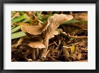 Mushroom, Fungi, Stanley Park, British Columbia Fine Art Print