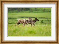 Osborne caribou wildlife, British Columbia Fine Art Print