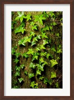 Red cedar English ivy, Stanley Park, British Columbia Fine Art Print