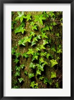 Red cedar English ivy, Stanley Park, British Columbia Fine Art Print