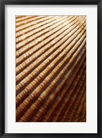 Sea shell pattern, Stanley Park, British Columbia Fine Art Print