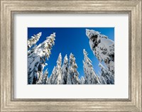 Snow-laden forest, Seymour Mountain, British Columbia Fine Art Print