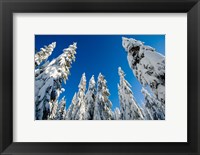 Snow-laden forest, Seymour Mountain, British Columbia Fine Art Print