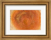Tree rings, Stanley Park, British Columbia Fine Art Print