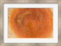 Tree rings, Stanley Park, British Columbia Fine Art Print