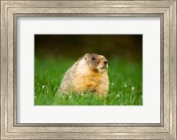 Yellow-bellied marmot, Stanley Park, British Columbia Fine Art Print