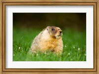 Yellow-bellied marmot, Stanley Park, British Columbia Fine Art Print