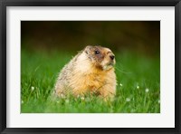 Yellow-bellied marmot, Stanley Park, British Columbia Fine Art Print