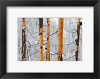 Forest fire, Winter, Kootenay NP, British Columbia Fine Art Print